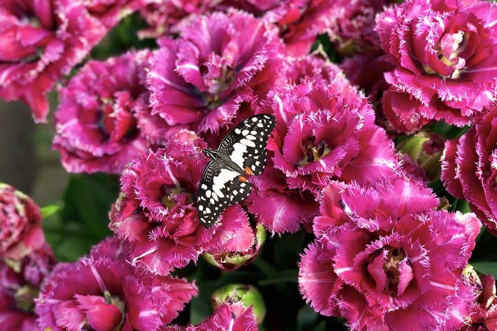 Farverige sommerfugle på Gavnø