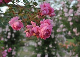Duftende roser i slotsparken på Gavnø