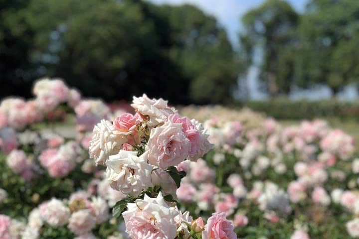 Sukke roser i slotsparken på Gavnø