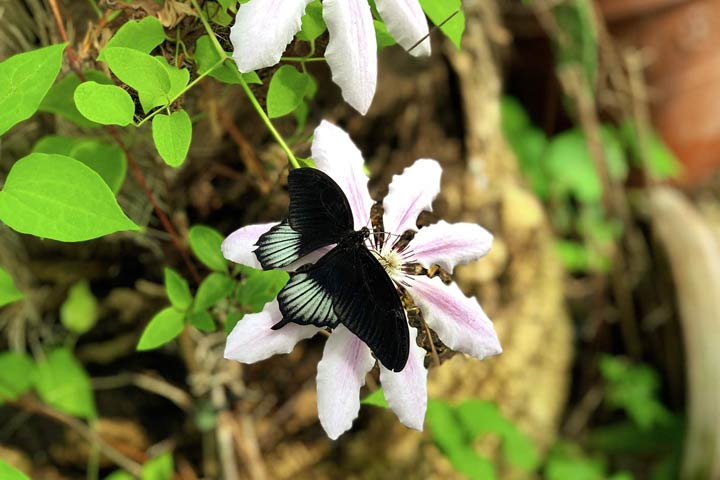 Smukke sommerfugle i Sommerfugleland på Gavnø