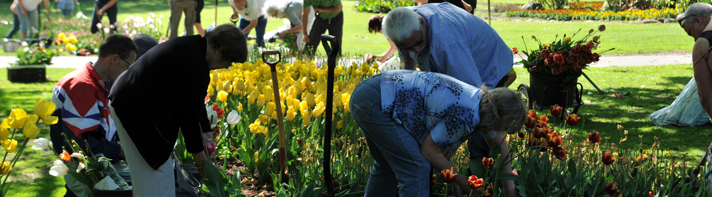 Løgopgravning af tulipaner i slotsparken på Gavnø